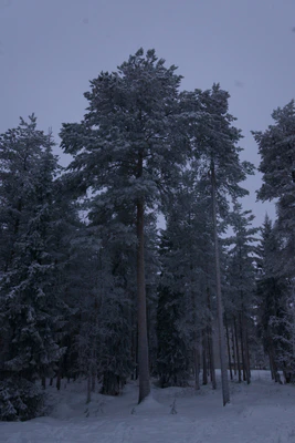 frosty trees 223 — Download