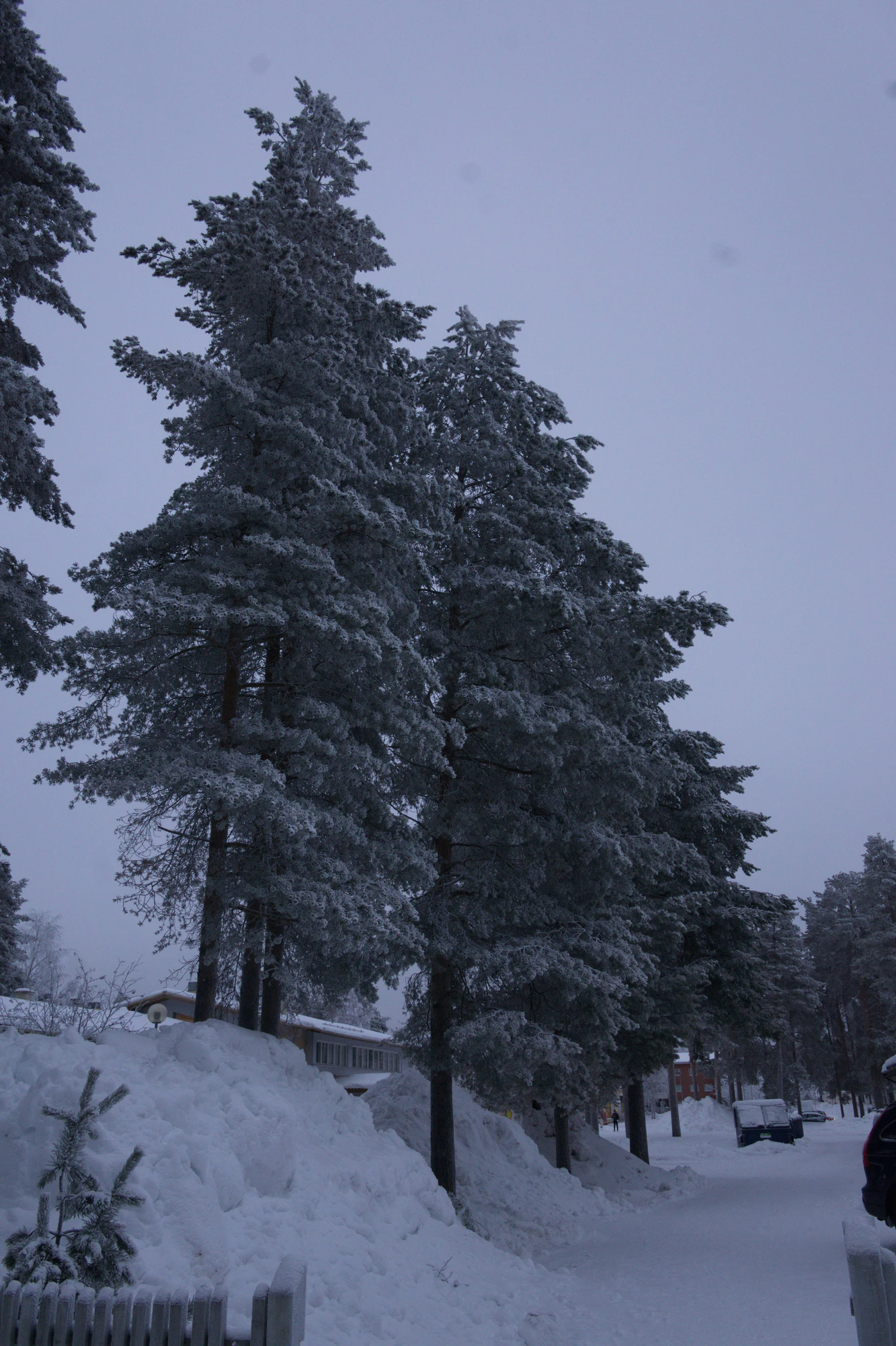 frosty trees 224 — Descargar