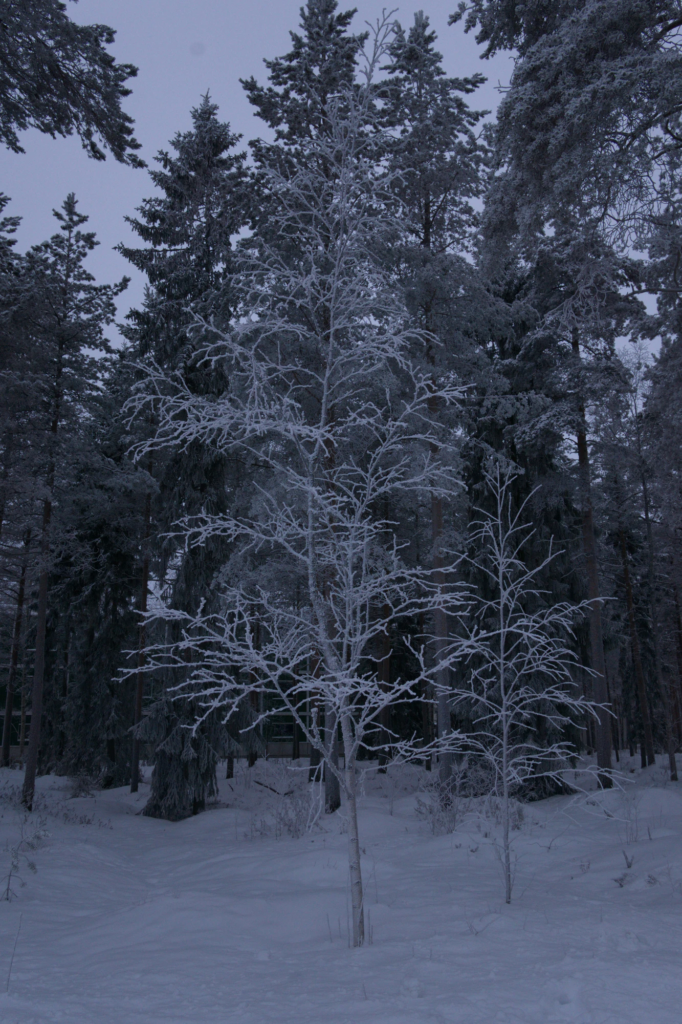 frosty trees 225 — Descargar