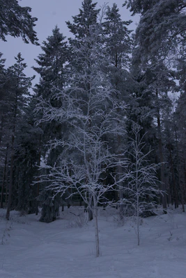 frosty trees 225 — Descargar