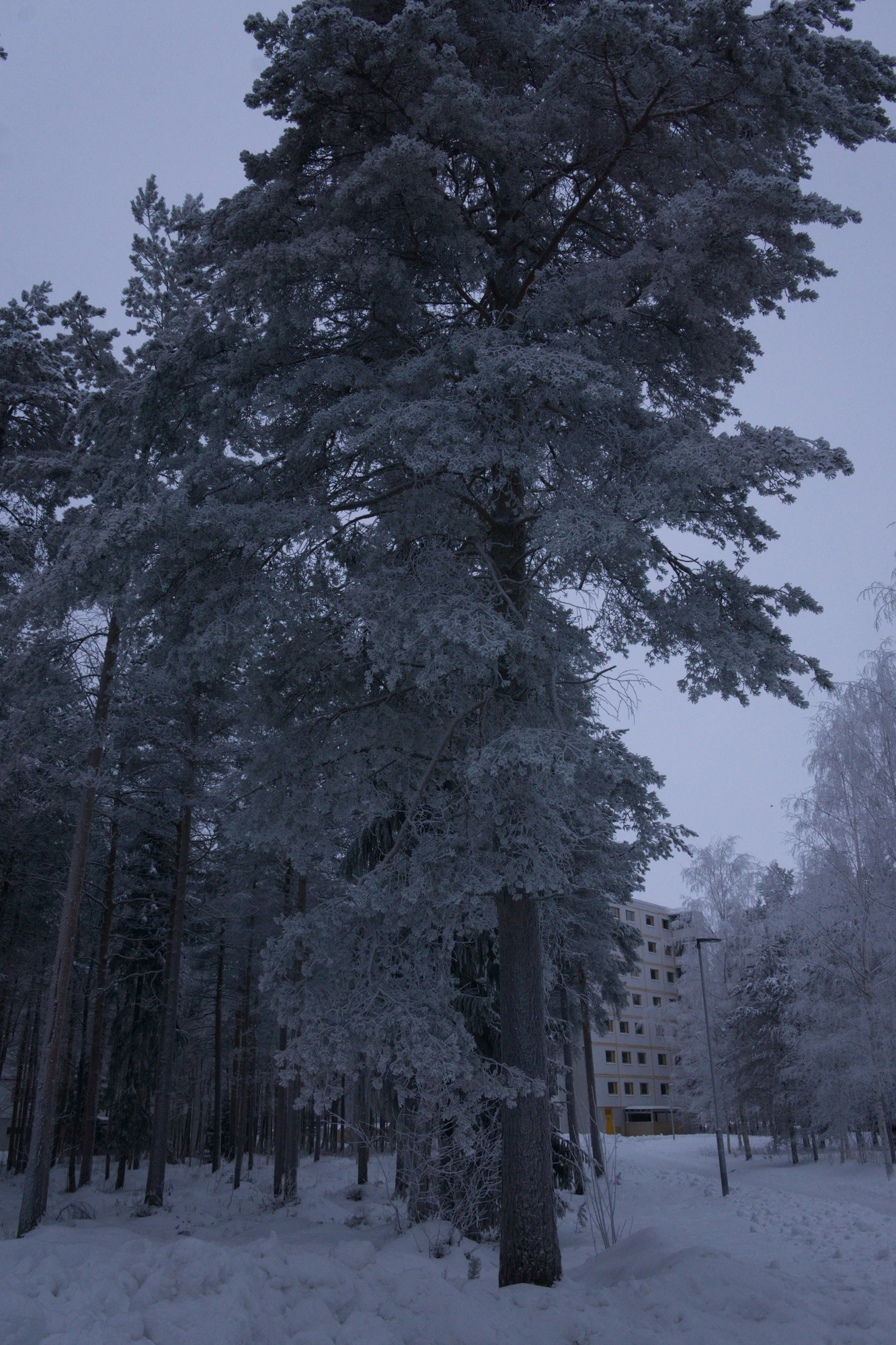 frosty trees 226 — Скачать