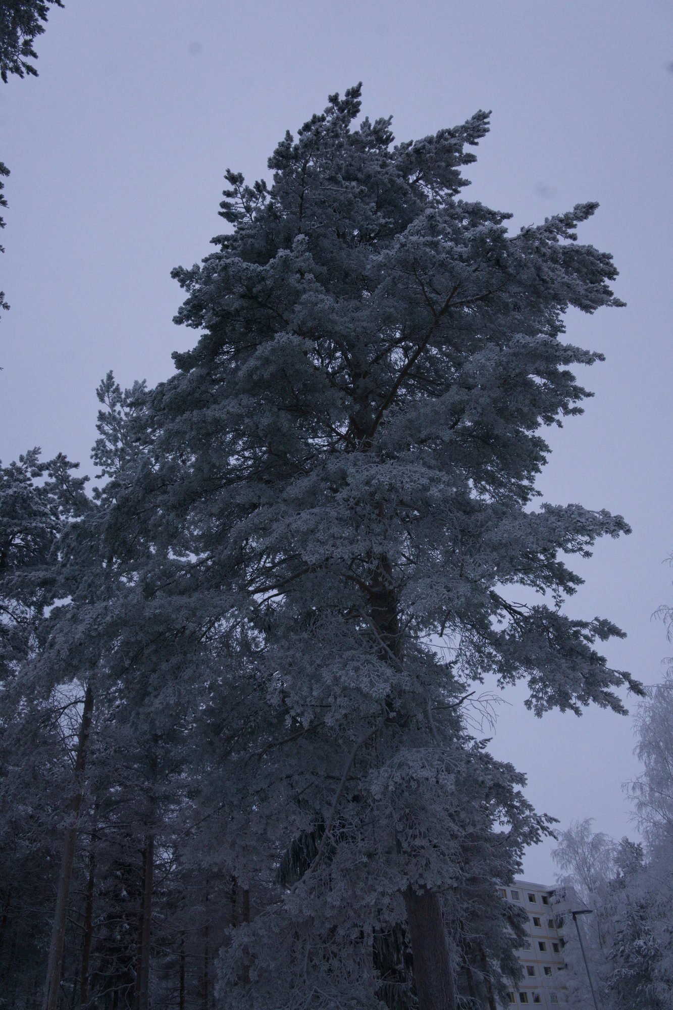 frosty trees 228 — Descargar