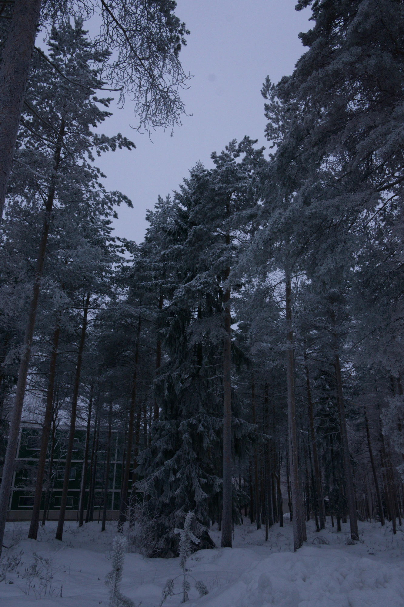 frosty trees 229 — Descargar