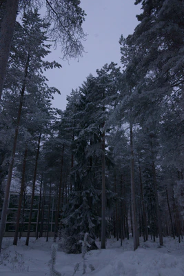 frosty trees 229 — Descargar