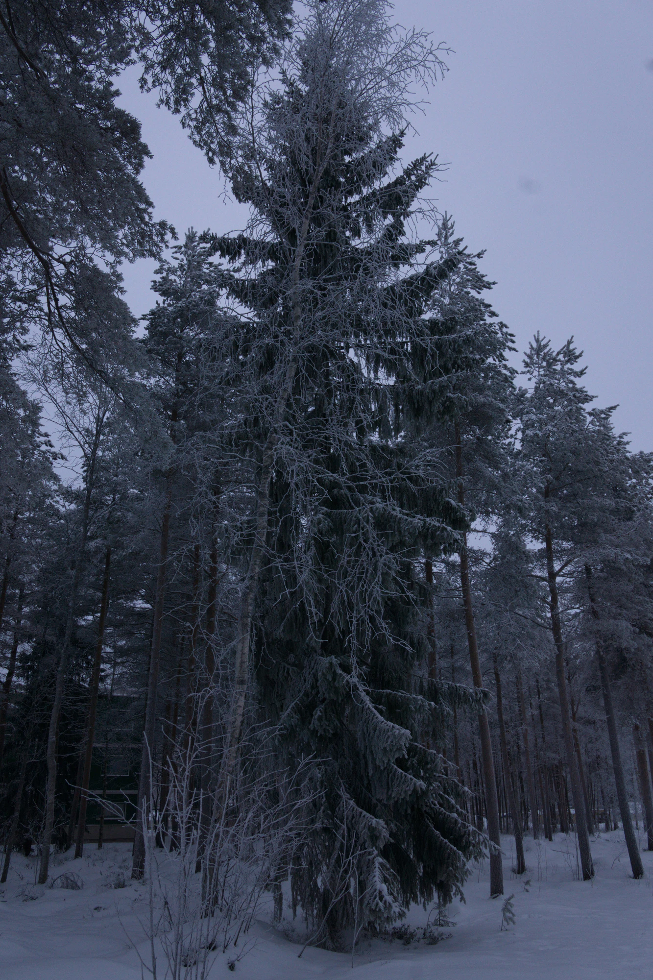 frosty trees 230 — Скачать