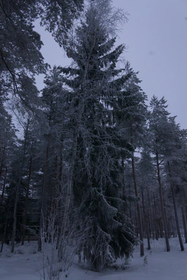 frosty trees 230 — Скачать