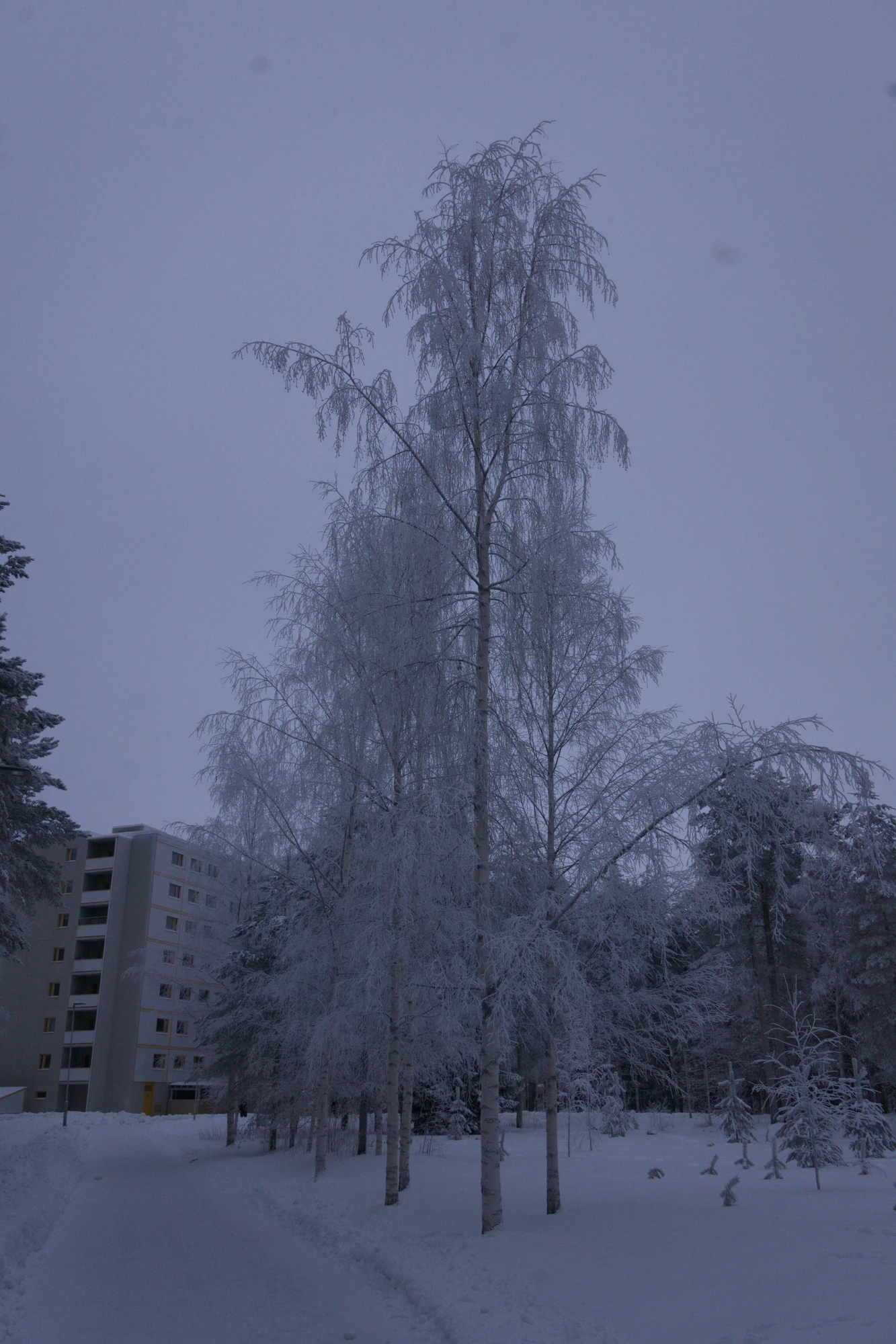 frosty trees 231 — Descargar