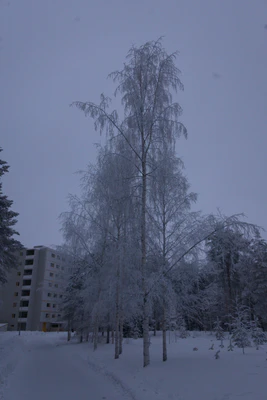 frosty trees 231 — Descargar
