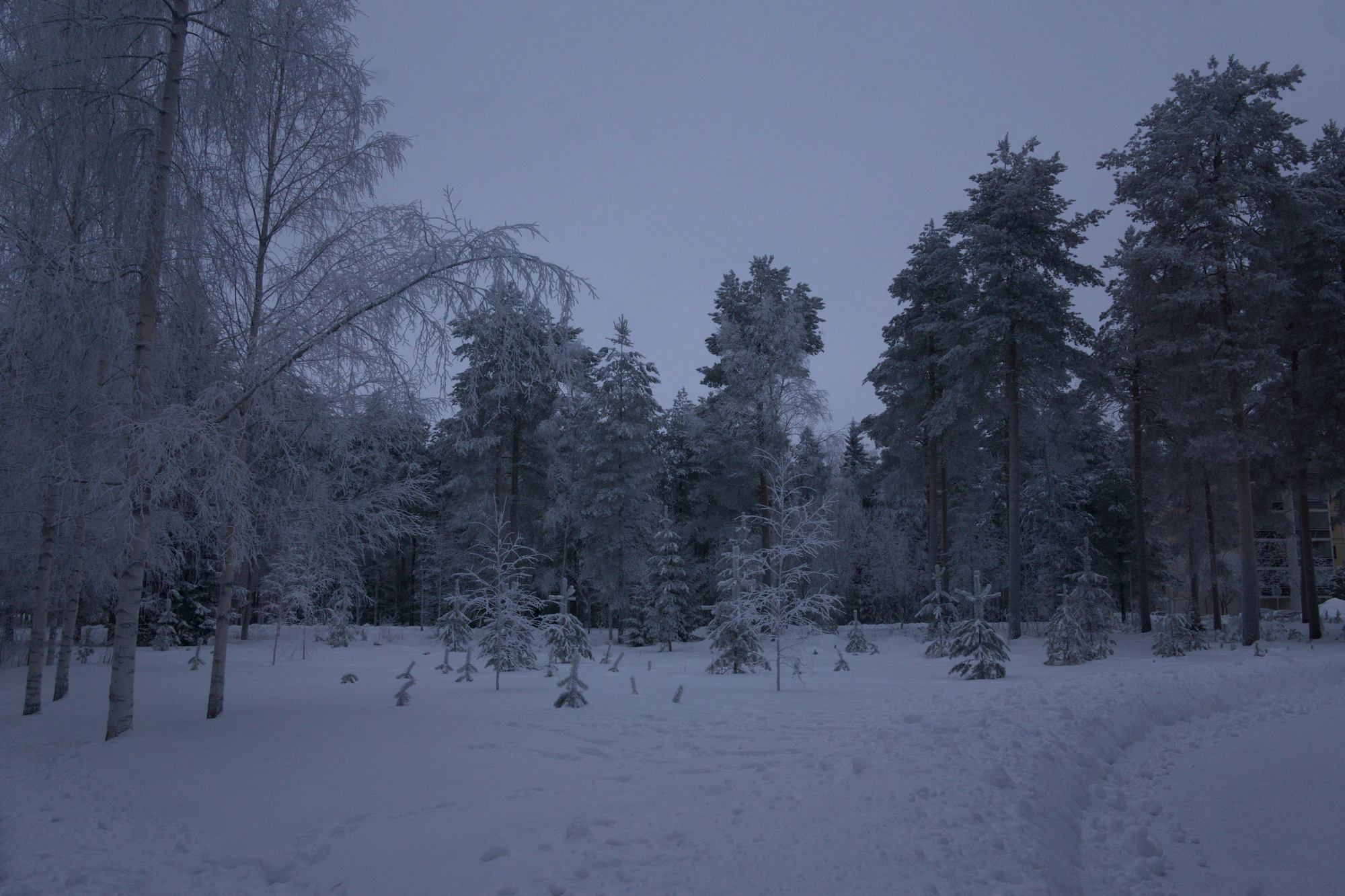 frosty trees 232 — Descargar