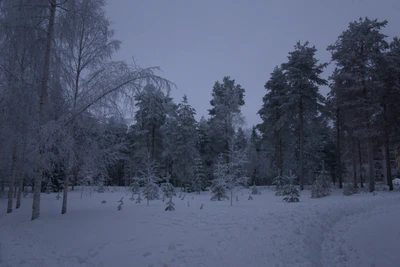frosty trees 232 — Descargar