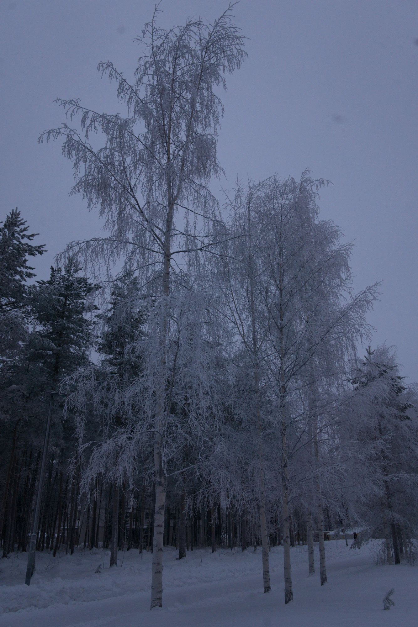 frosty trees 233 — Descargar