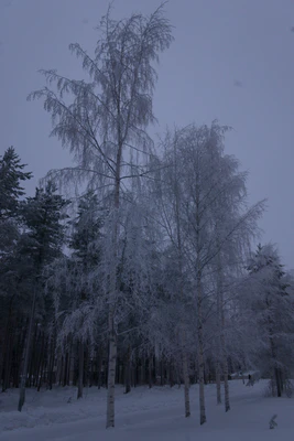 frosty trees 233 — Descargar