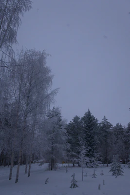 frosty trees 234 — Скачать