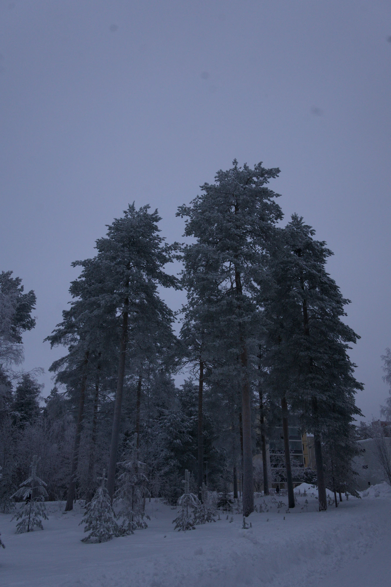 frosty trees 235 — Скачать