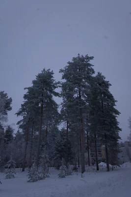 frosty trees 235 — Скачать