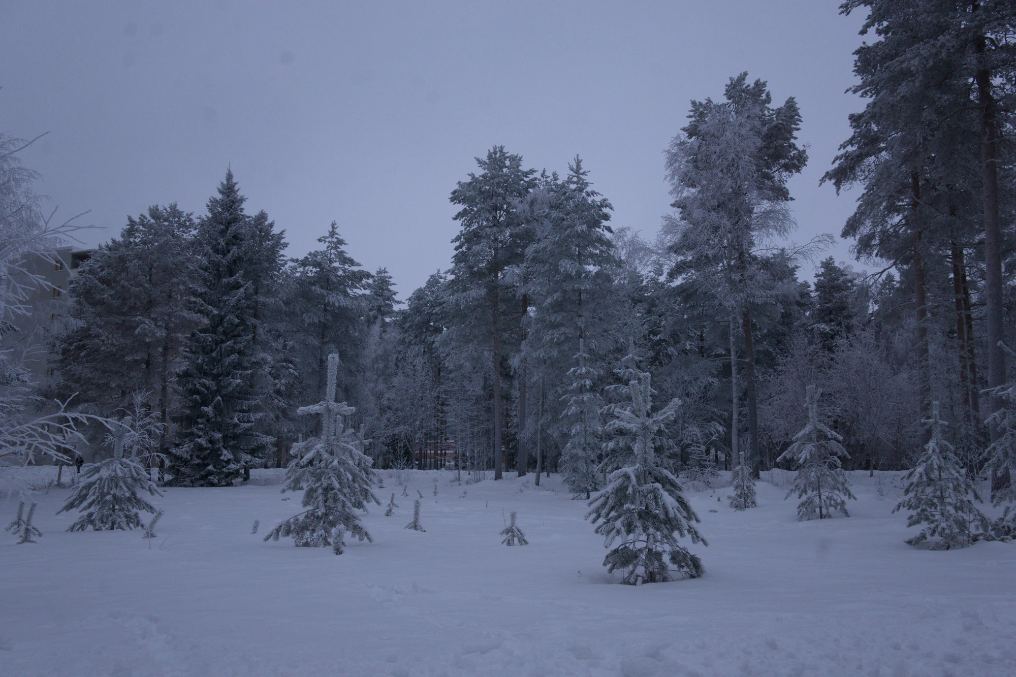 frosty trees 236 — Descargar