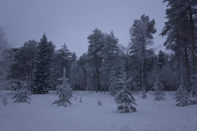 frosty trees 236 — Descargar