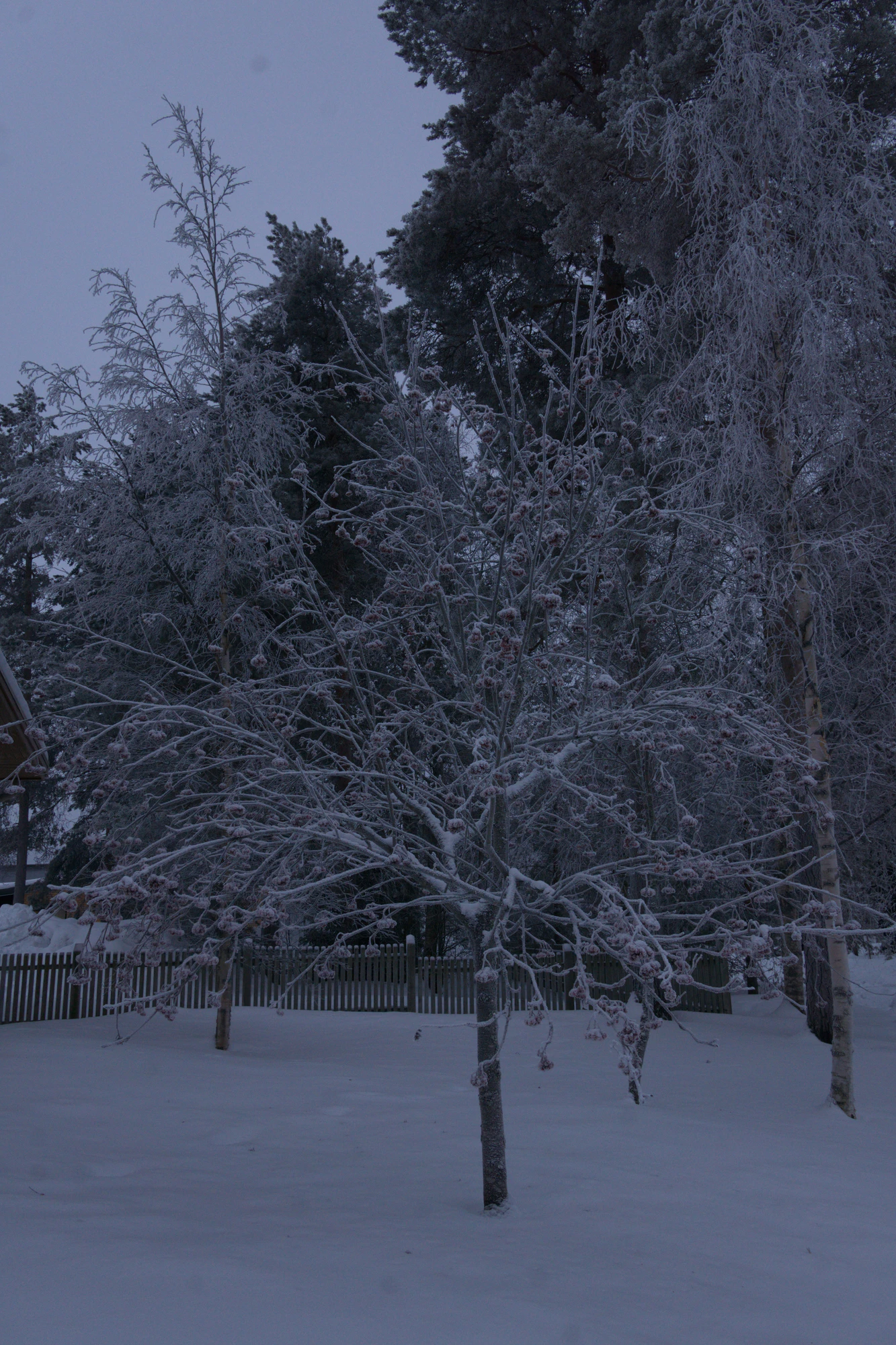 frosty trees 237 — Descargar