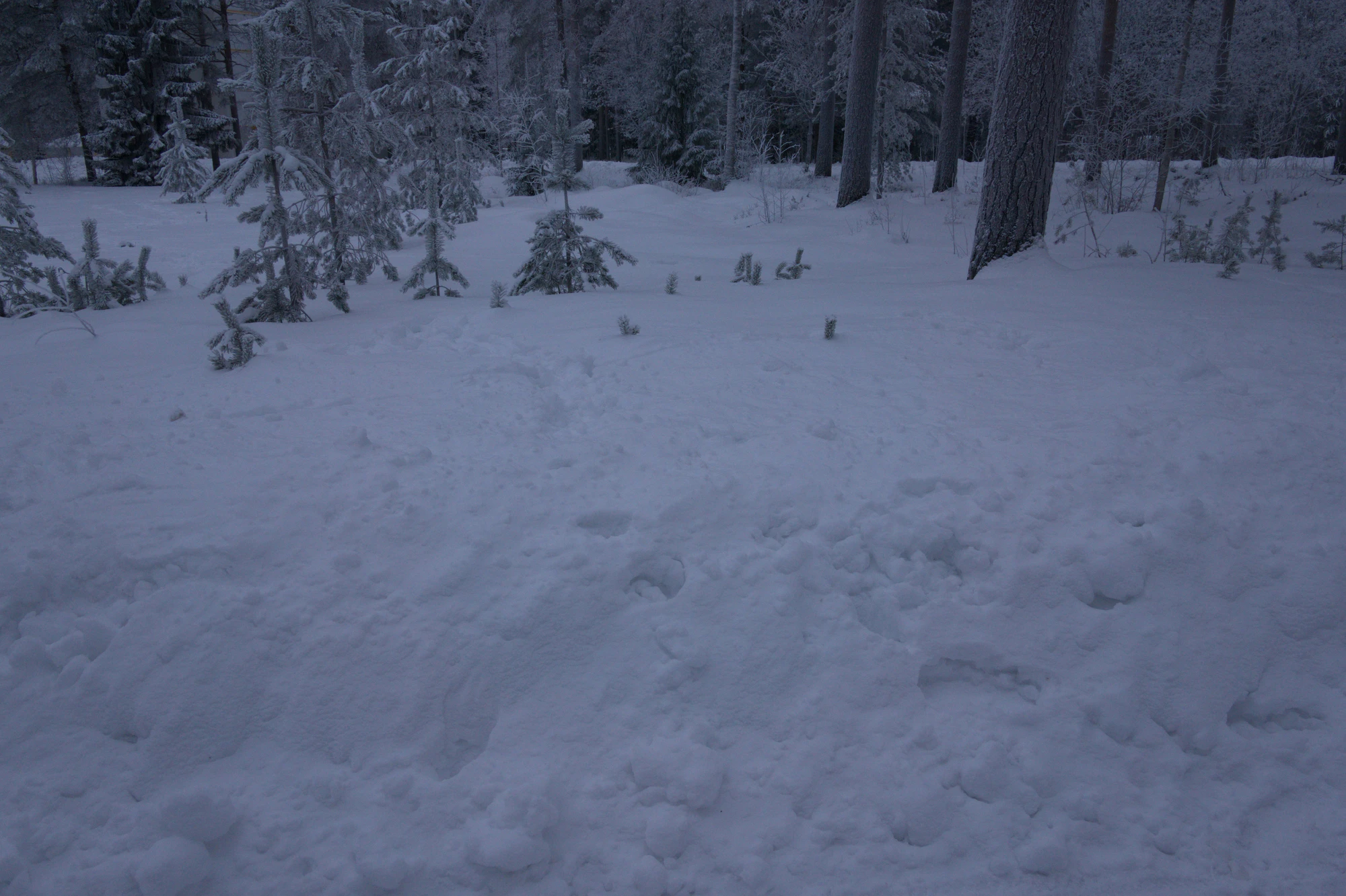 frosty trees 238 — Descargar