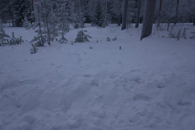 frosty trees 238 — Descargar