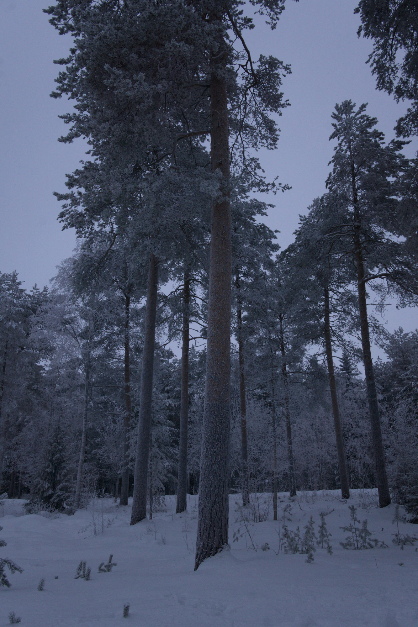 frosty trees 239 — Скачать