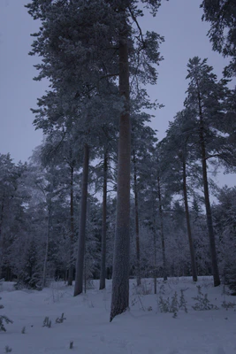 frosty trees 239 — Скачать