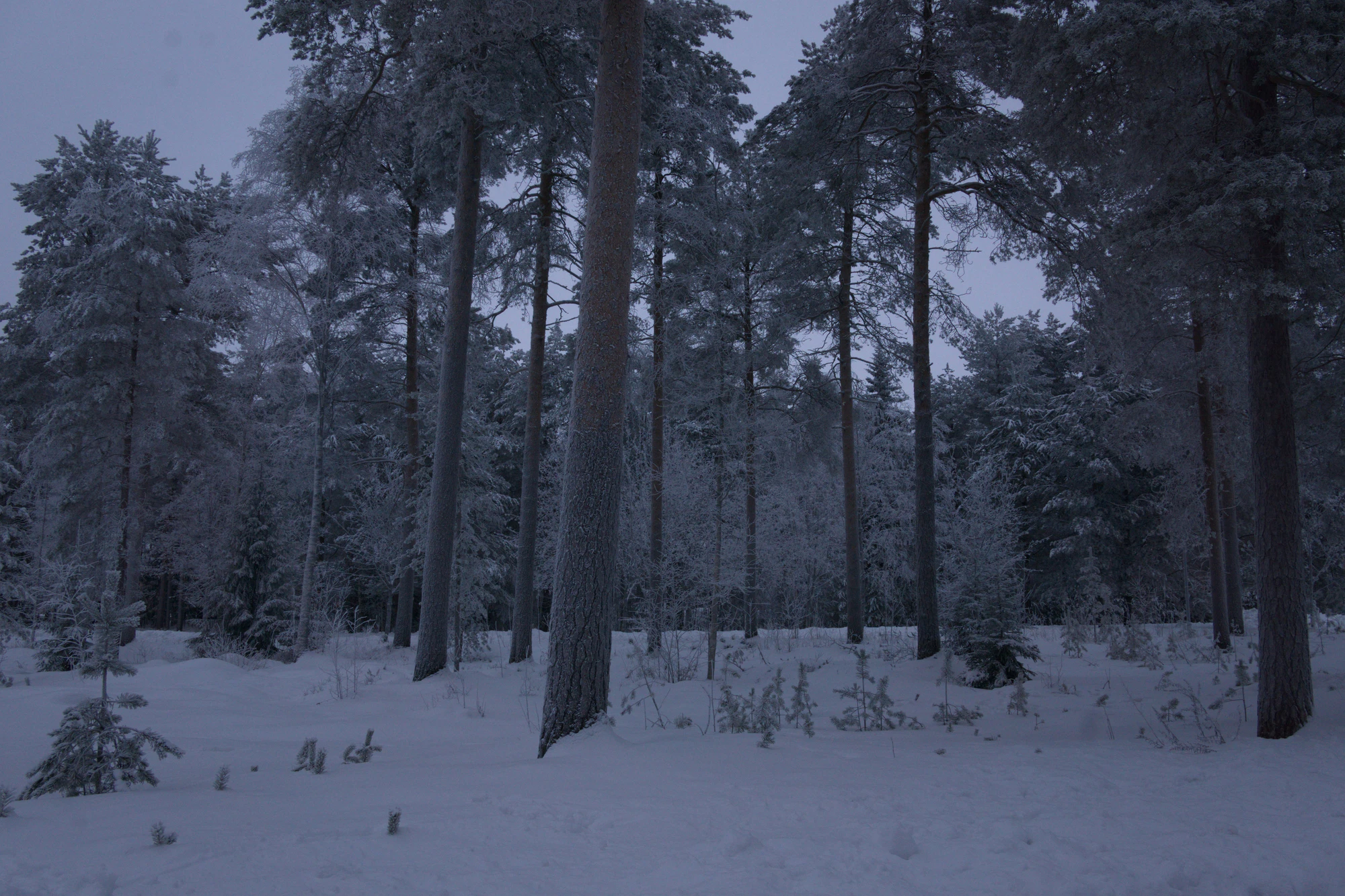 frosty trees 240 — Descargar