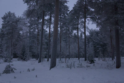 frosty trees 240 — Descargar
