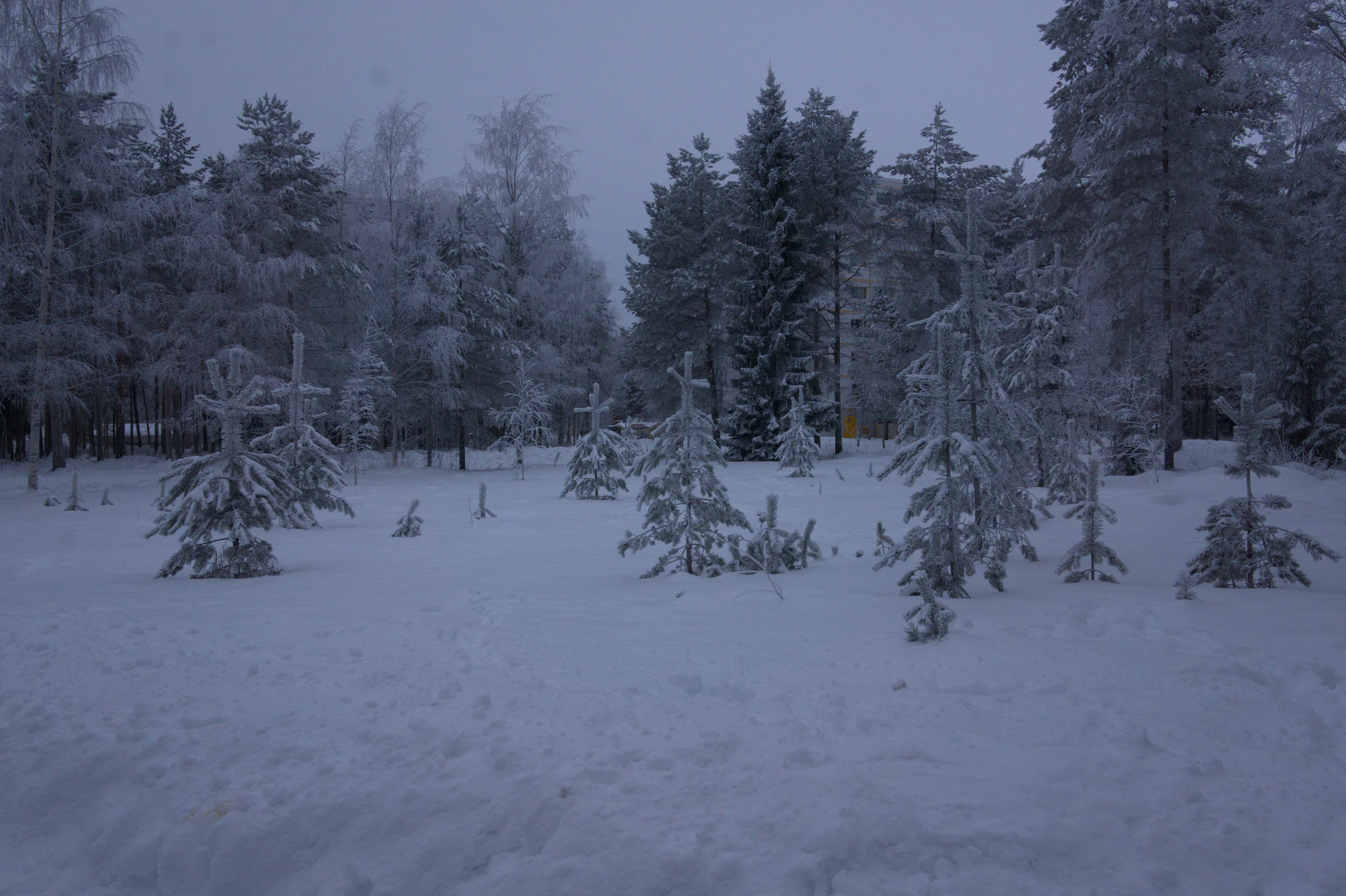 frosty trees 241 — Descargar