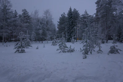 frosty trees 241 — Descargar