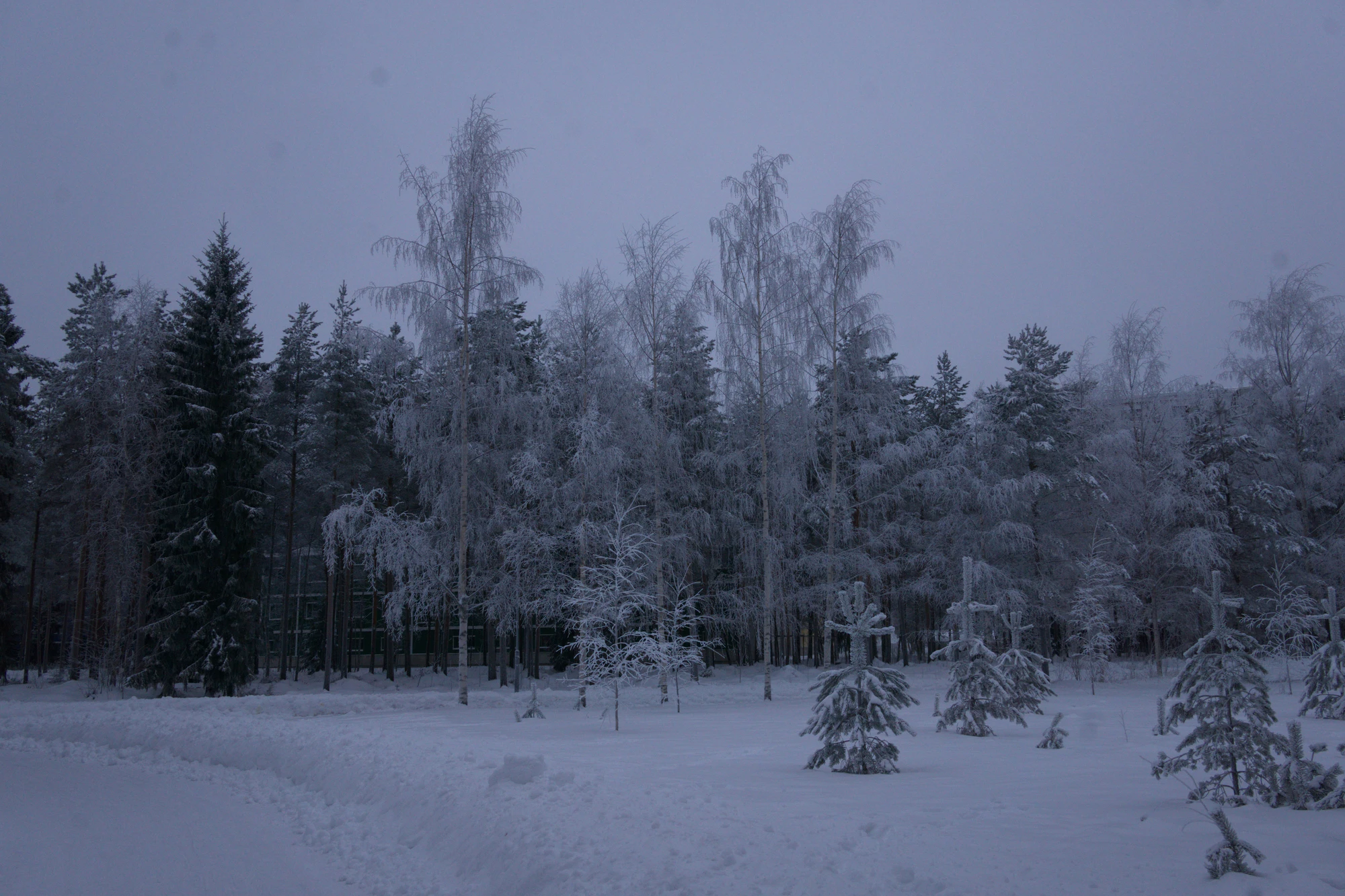 frosty trees 242 — Descargar