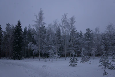 frosty trees 242 — Descargar