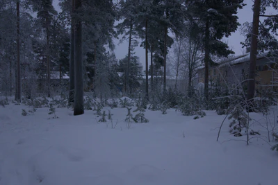 frosty trees 243 — Descargar