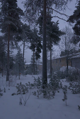 frosty trees 244 — Скачать