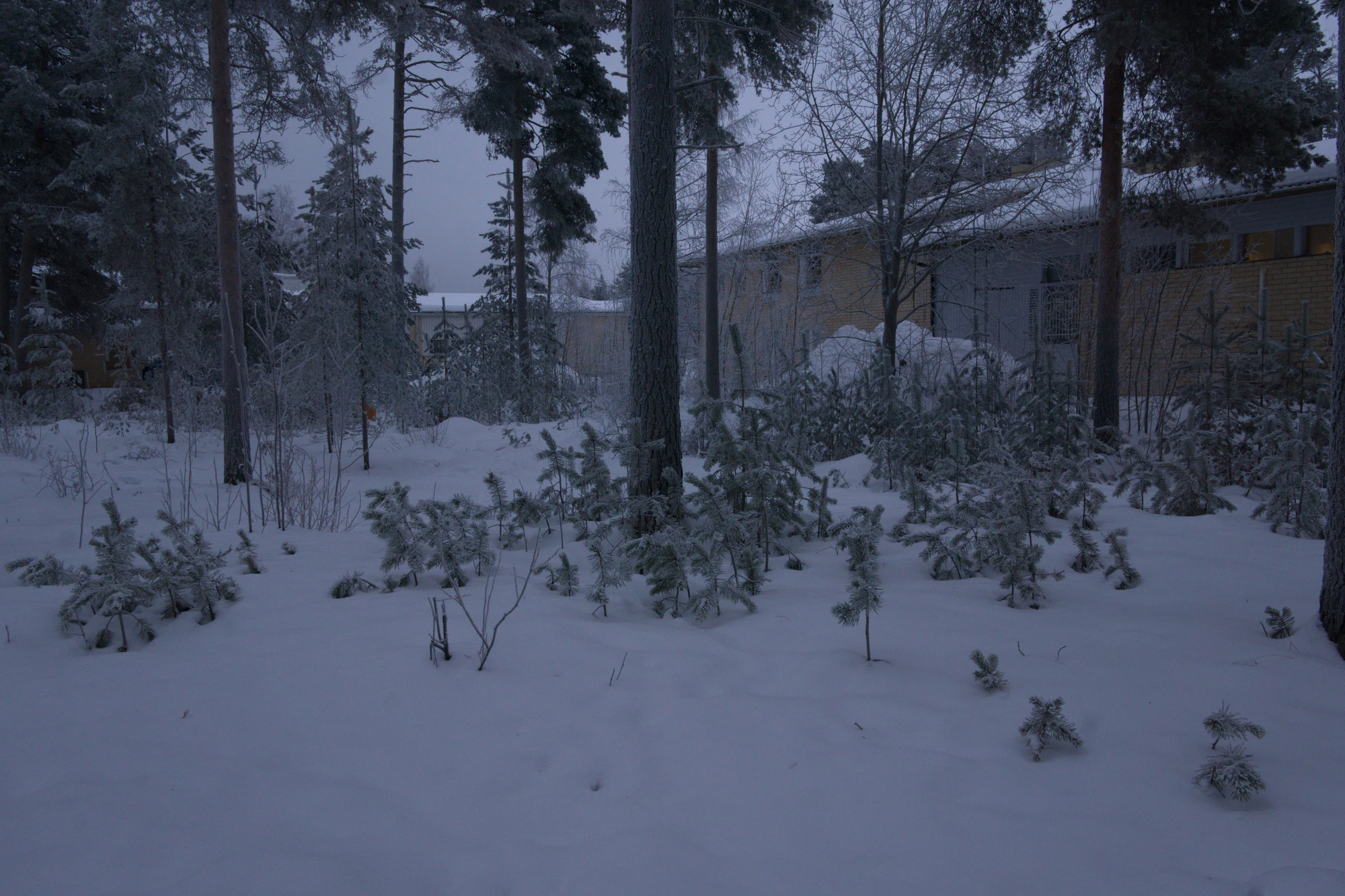 frosty trees 245 — Скачать