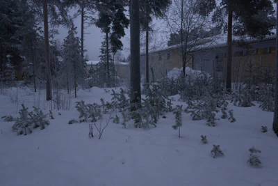 frosty trees 245 — Скачать