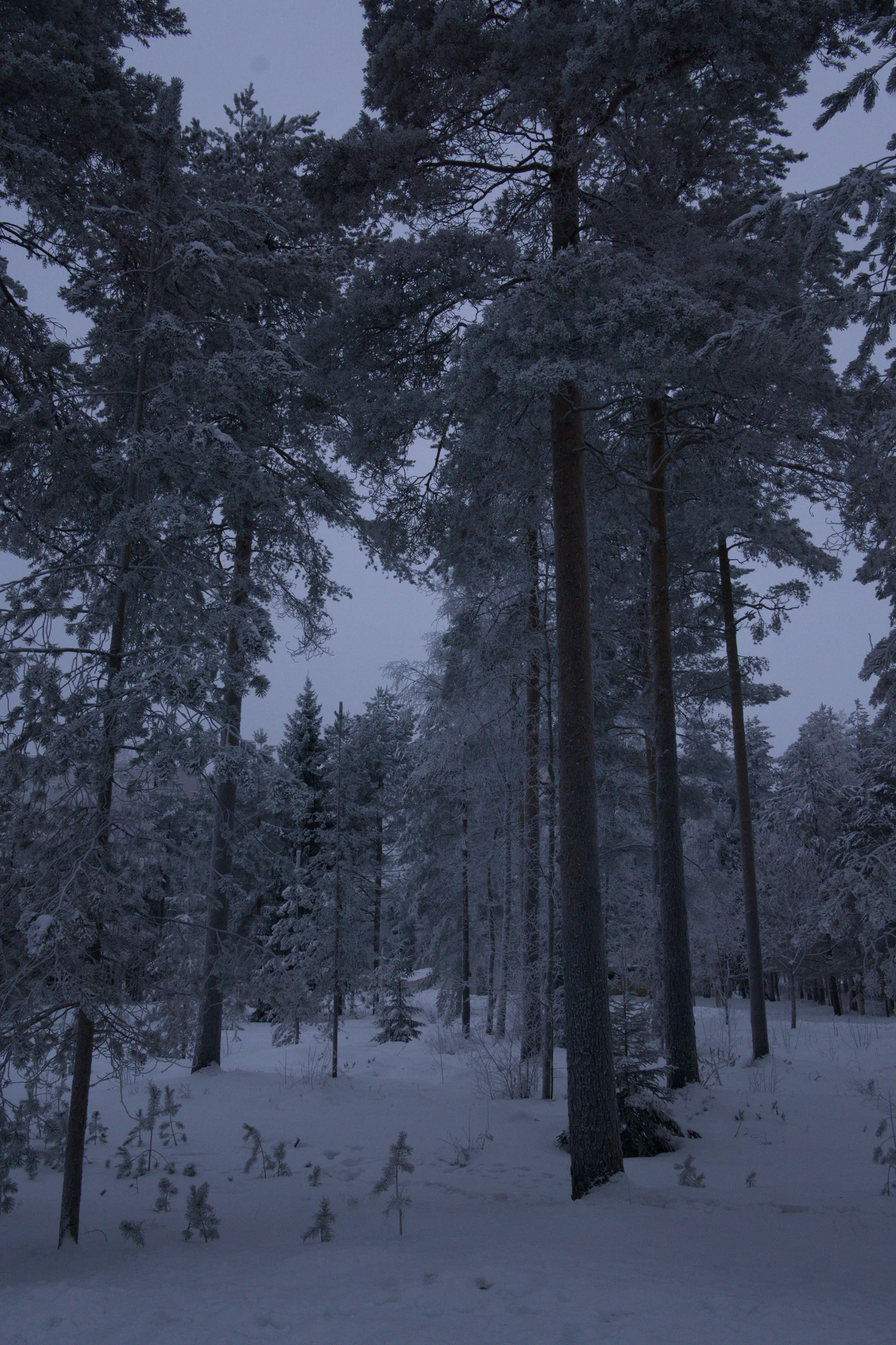 frosty trees 246 — Descargar