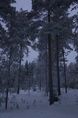 frosty trees 246 — Descargar