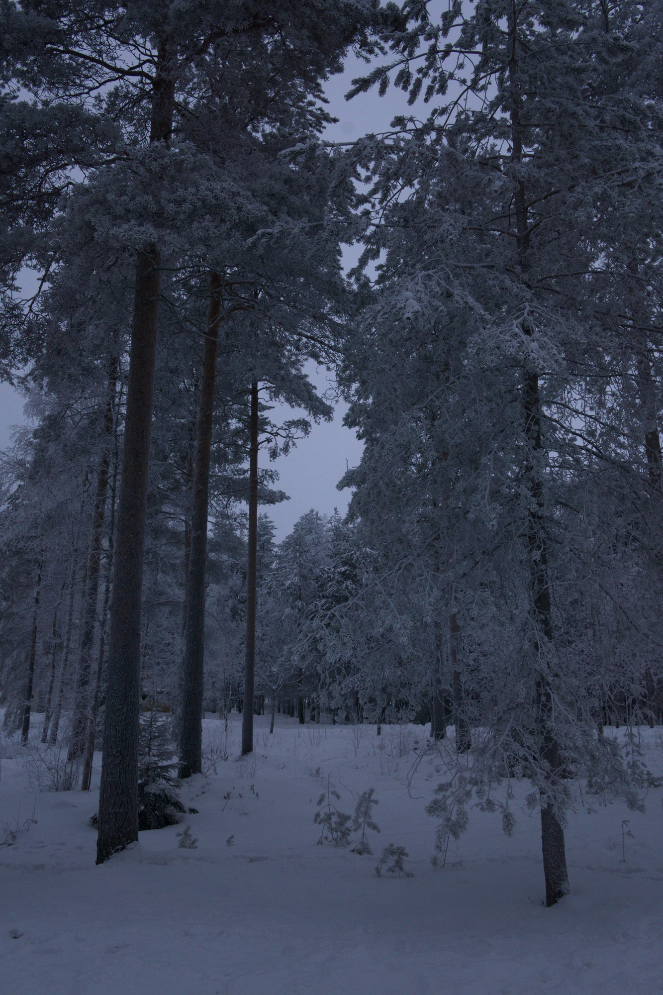 frosty trees 247 — Скачать
