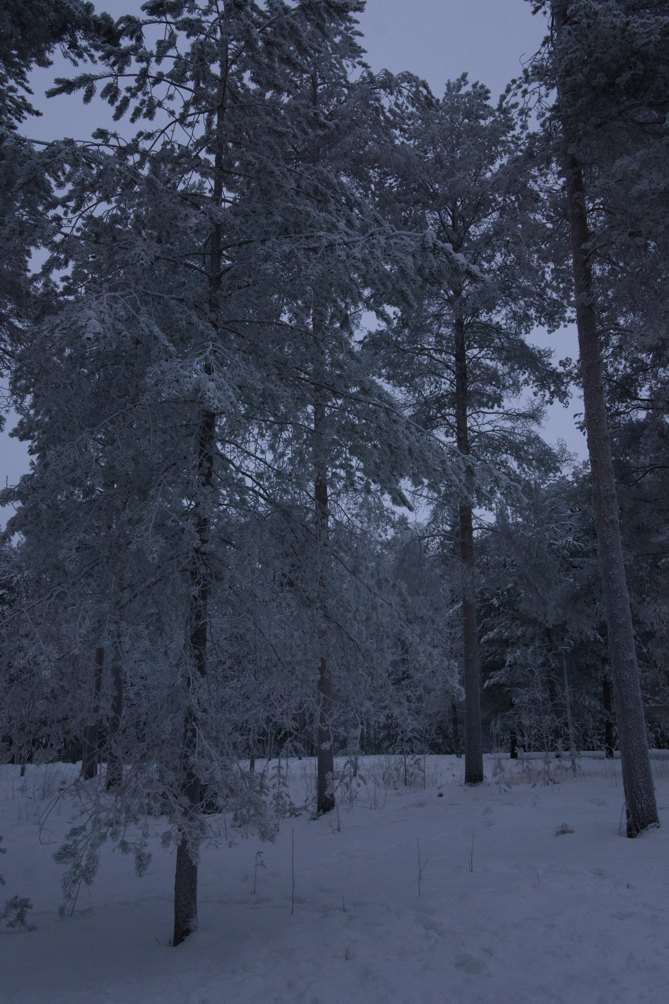 frosty trees 248 — Descargar