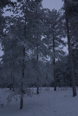 frosty trees 248 — Descargar