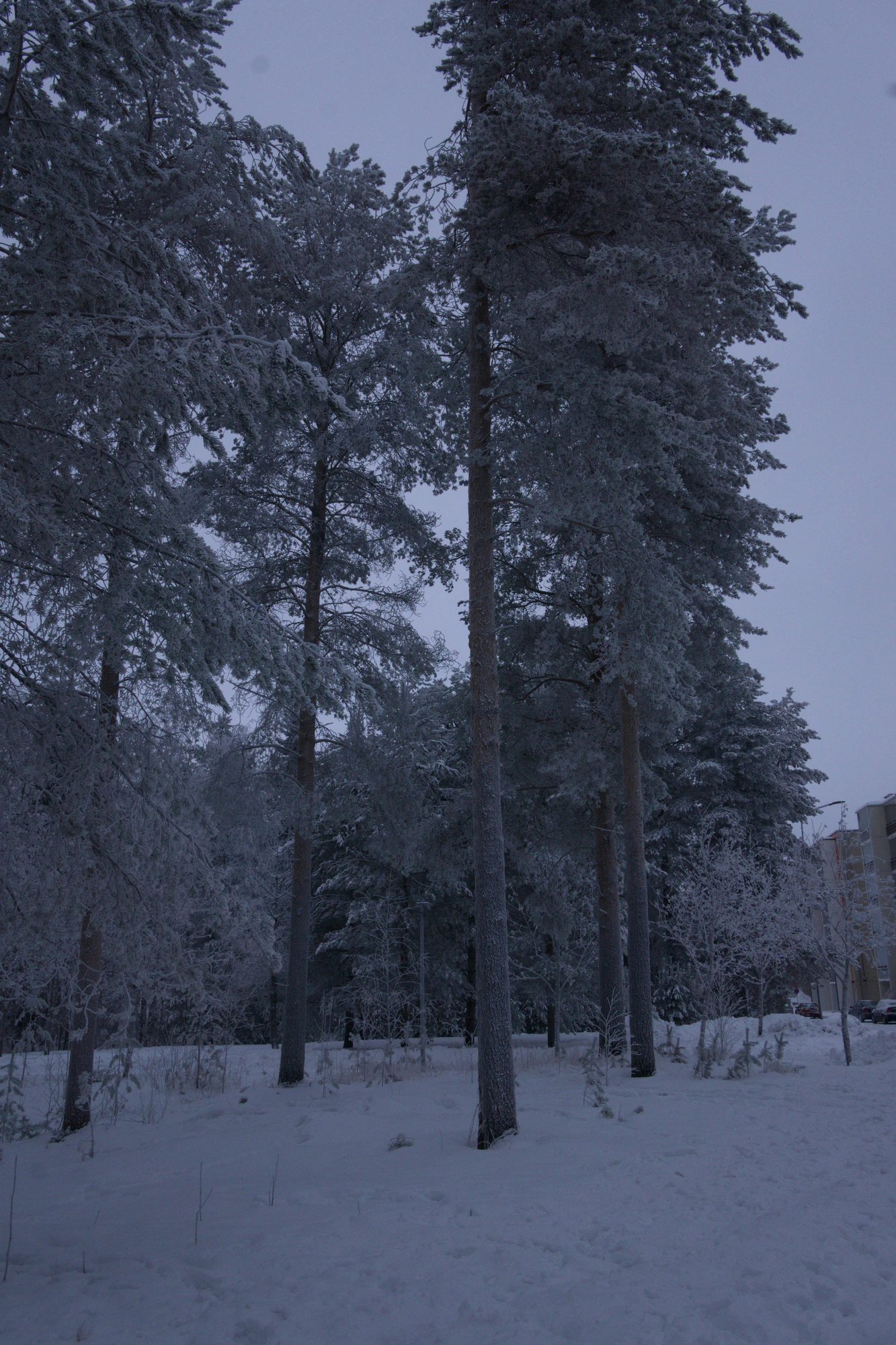 frosty trees 249 — Descargar