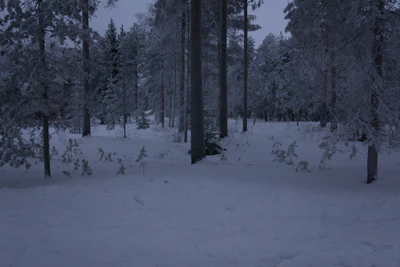frosty trees 250 — Скачать