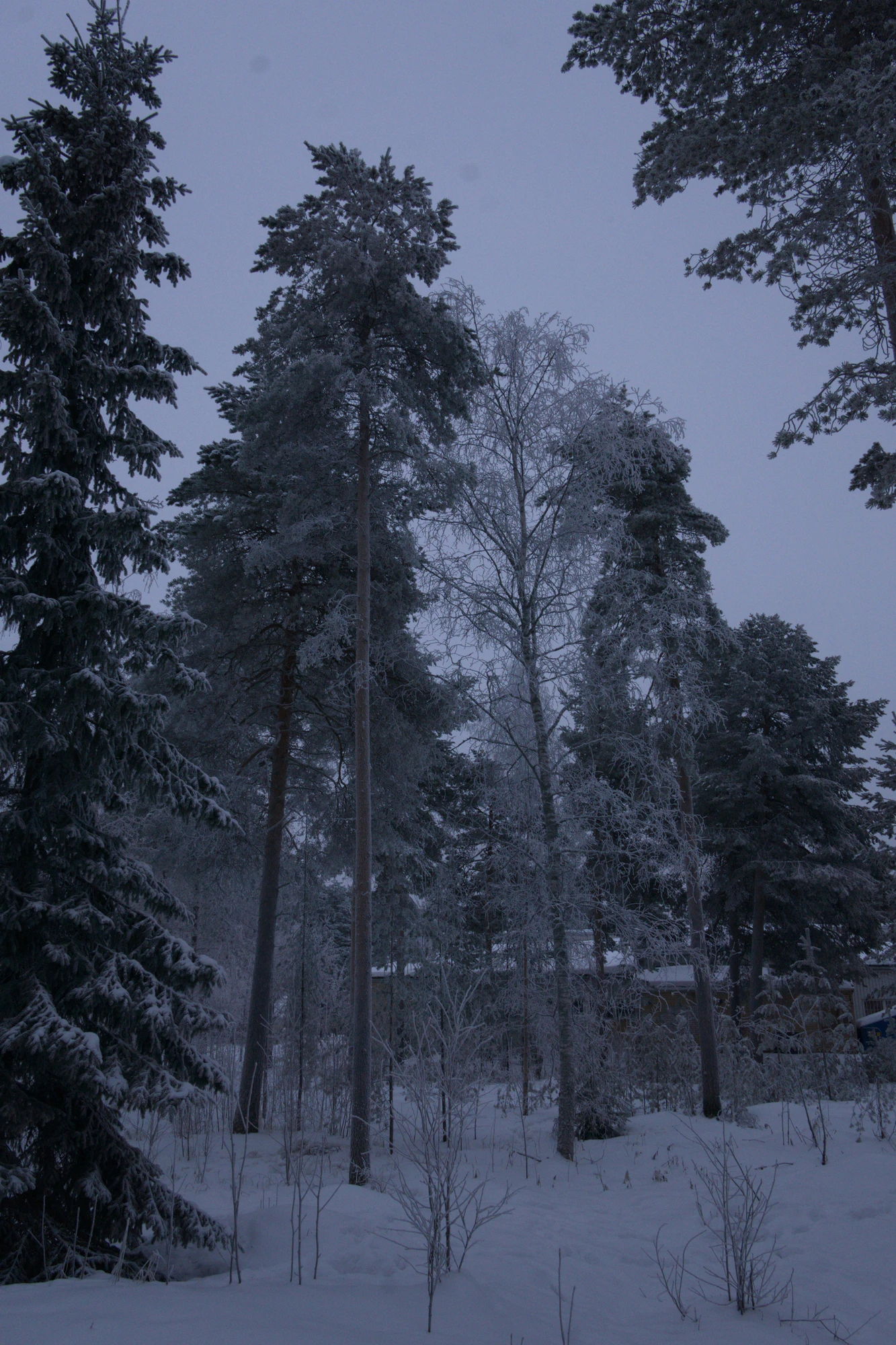 frosty trees 251 — Descargar