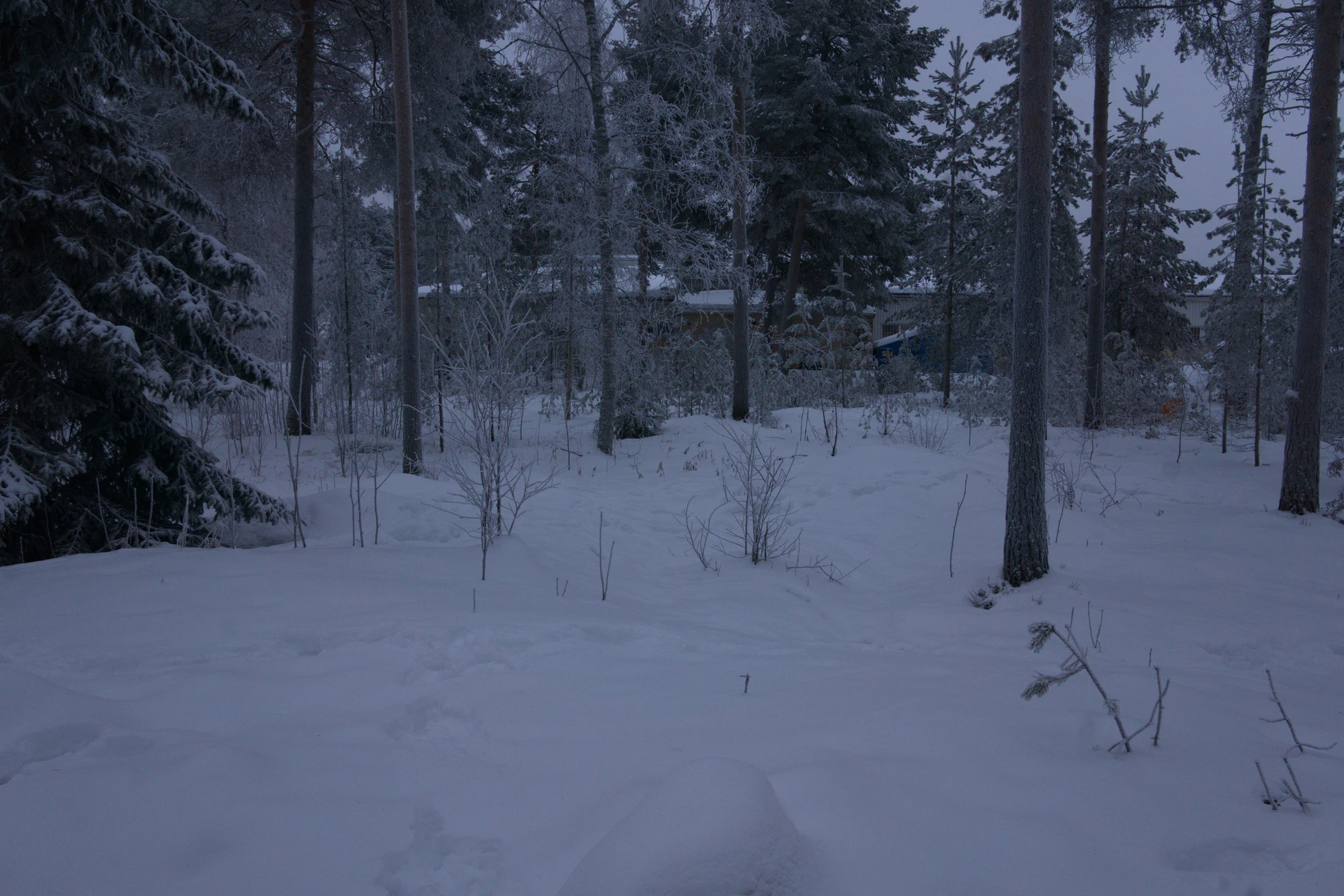 frosty trees 252 — Скачать