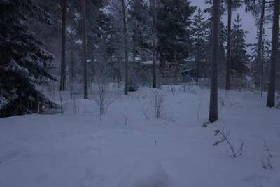 frosty trees 252 — Скачать