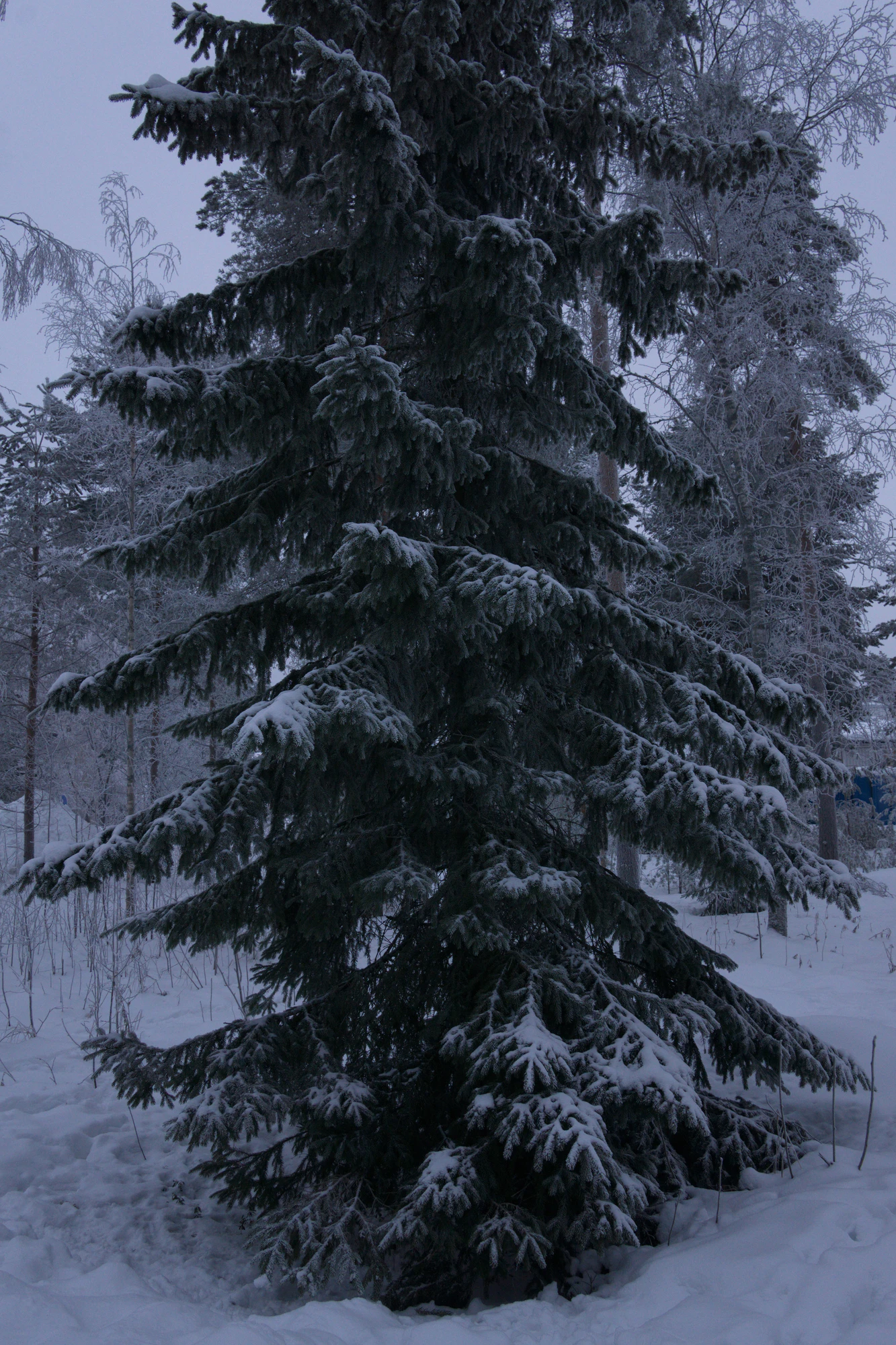 frosty trees 253 — Скачать
