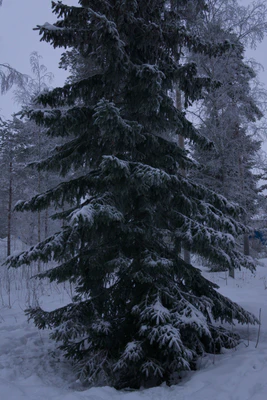 frosty trees 253 — Скачать