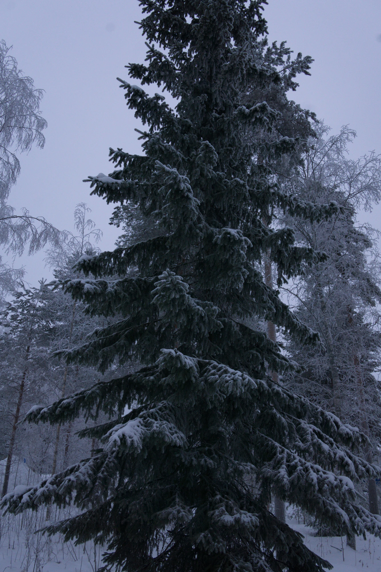 frosty trees 254 — Descargar