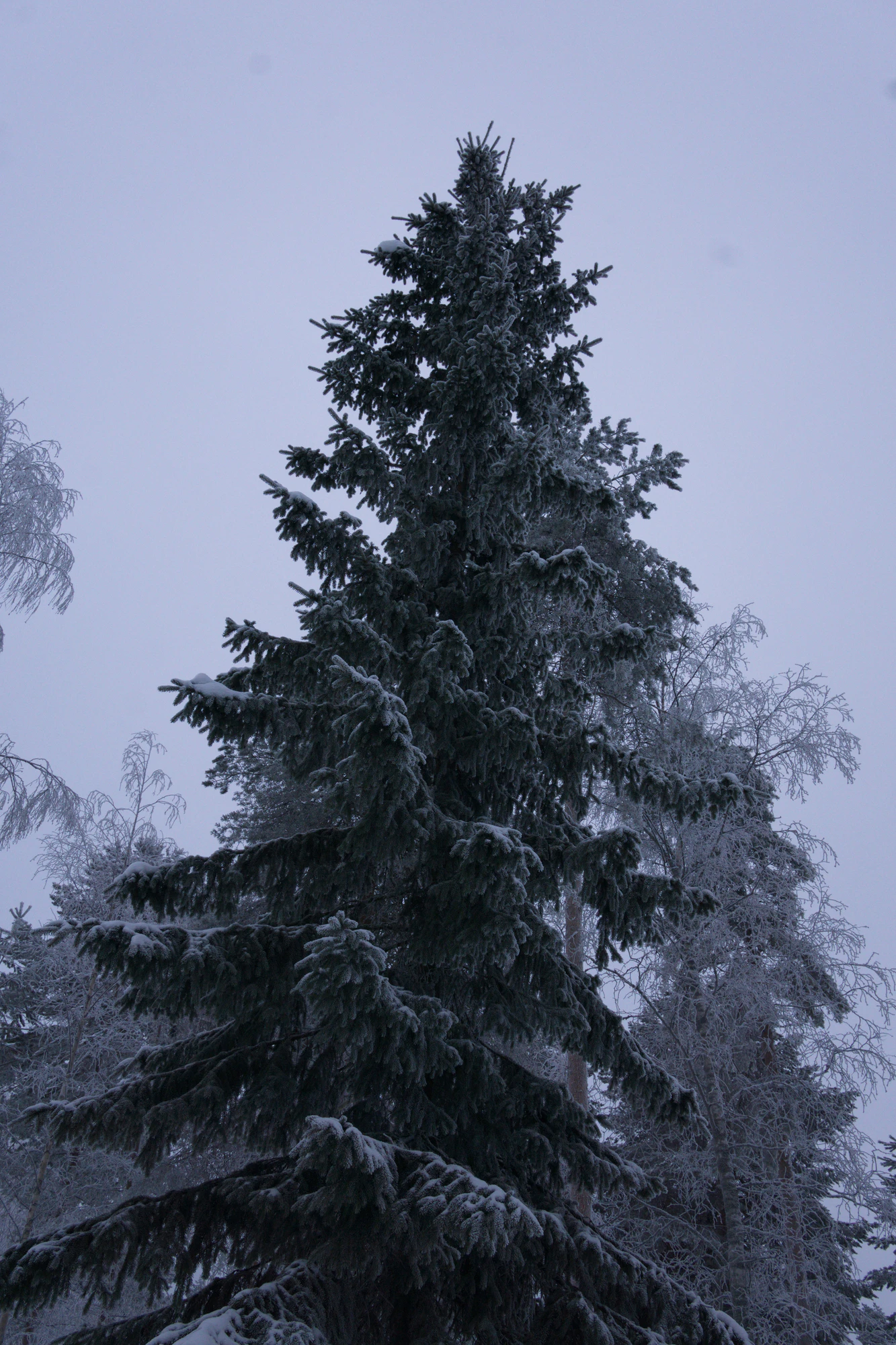 frosty trees 255 — Descargar